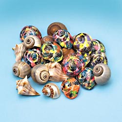 Jumbo Shells Assorted