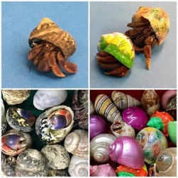 Hermit Crabs and Shells