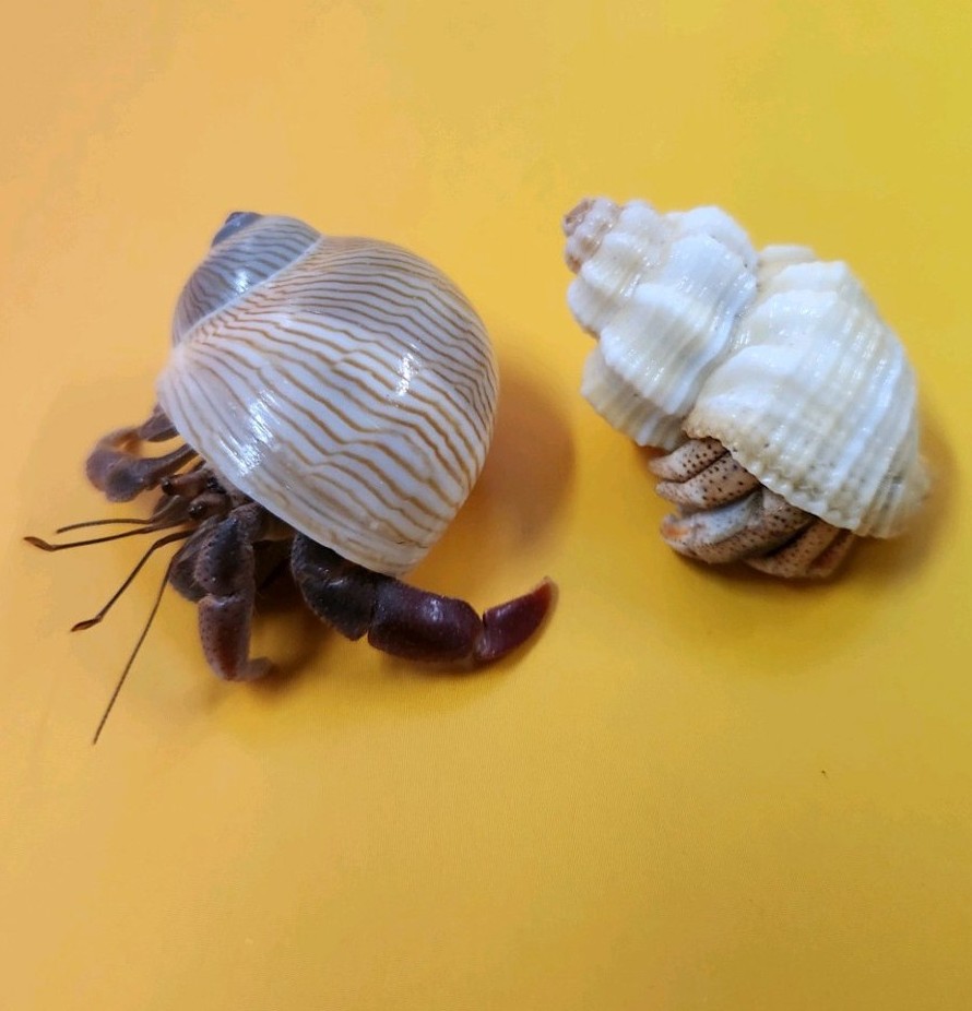 Small Hermit Crabs Live